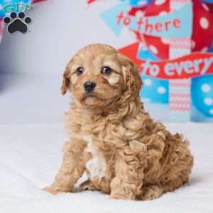 Cindi, Cavapoo Puppy
